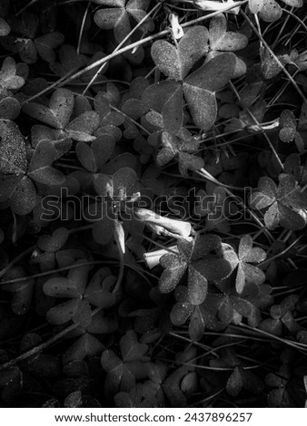 Outdoor photography 
Floral shines in the dark 