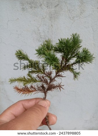 Hand holding a Cryptomeria that is a monotypic genus of conifer in the cypress family Cupressaceae. It includes only one species, Cryptomeria japonica. Royalty-Free Stock Photo #2437898805