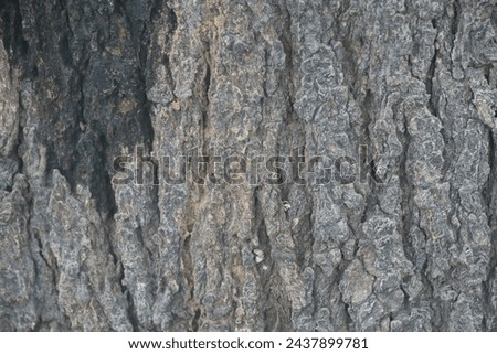 Old tree texture. Bark pattern, For background wood work, Bark of brown hardwood, thick bark hardwood, residential house wood. nature, tree, bark, hardwood, trunk, tree , tree trunk close up texture Royalty-Free Stock Photo #2437899781
