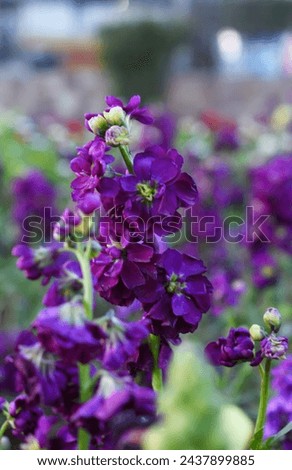 purple stock flower in garden closeup shot,  Matthiola incana flower, stock flowers, cut flowers in nursery, Stock of flowers, Flower of Stock