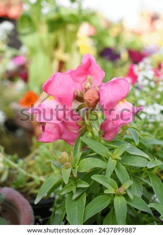 pink stock flower in garden closeup shot,  Matthiola incana flower, stock flowers, cut flowers in nursery, Stock of flowers, Flower of Stock