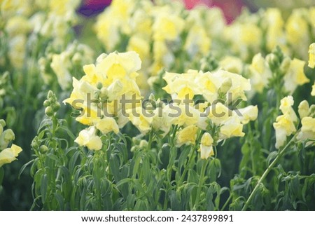 yellow stock flower in garden closeup shot,  Matthiola incana flower, stock flowers, cut flowers in nursery, Stock of flowers, Flower of Stock