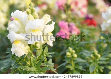 white stock flower in garden closeup shot,  Matthiola incana flower, stock flowers, cut flowers in nursery, Stock of flowers, Flower of Stock