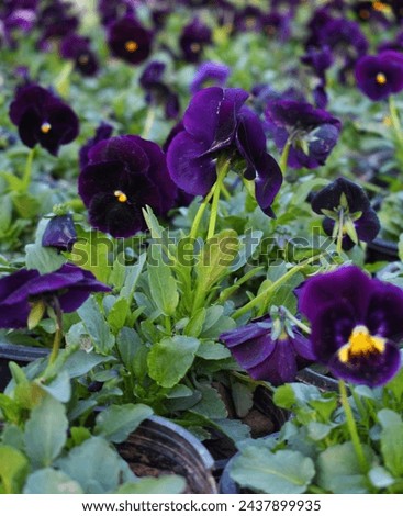Beautiful violet Pansy Flower - purple flowers blooming in the garden closeup, violet pansy flowers
