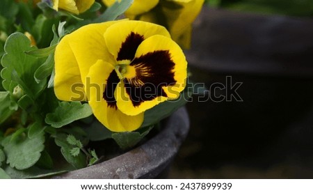 Beautiful yellow Pansy Flower - yellow flowers blooming in the garden closeup, yellow pansy flowers