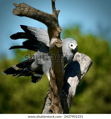 Portrait of African Harrier Hawk flying and hunting