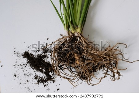 Spathiphyllum or Peace Lily Roots Bound. Dirt. House Plant Transplantation. Propagation, Dividing Perennials. Royalty-Free Stock Photo #2437902791