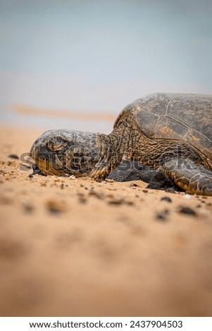 Closeup of a large turtle resting and sleeping on a sandy Hawaiian beach, blurred ocean and sand in the background, shallow depth of field