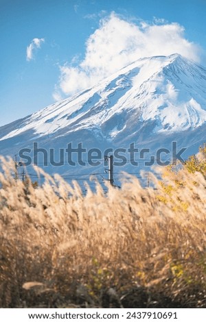 mountain fuji from lake kawaguchi side with slivergrass