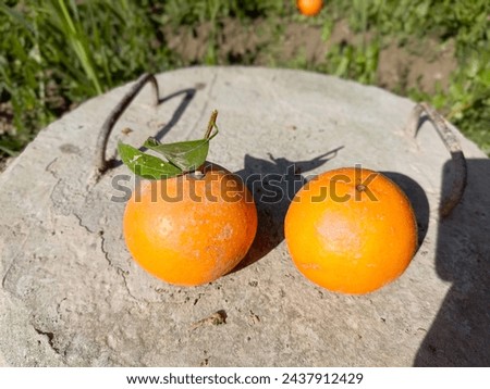 Malta orange is the most popular frui.