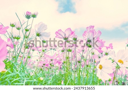 Cosmos flowers field on blue sky background, cosmos flower in fresh morning and cloudy sky, flowers image,Beautiful summer landscape.
