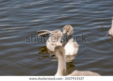 grey chicks of the white sibilant swan with grey down, young small swans with adult swans parents Royalty-Free Stock Photo #2437915537
