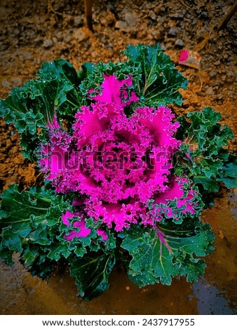 Curly kale, also known as Scots kale or borecole, is a nutritious leafy green vegetable that belongs to the Brassica oleracea species, which also includes cabbage, broccoli, and cauliflower. It is cha Royalty-Free Stock Photo #2437917955