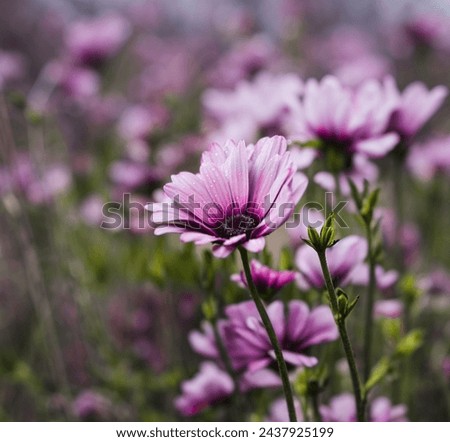 Flower, blur backgorund, African daisy, purple daisy, focus blur photography 💜 beautiful flowers 