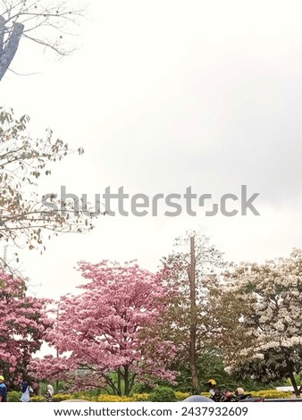 This is like a cherry blossom park in Japan. but this is in Malang. flowers are pink, white and yellow. I took the picture in the late afternoon and edited it a little, so that the color of the flower
