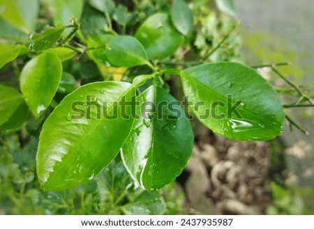 A picture of lime leaves at a lime tree 
