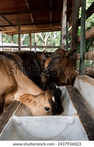 Vertical photo of some cows eating from a feeder inside a stable in a milk farm