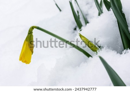a yellow bud of a daffodils flower sticks out of a snowdrift