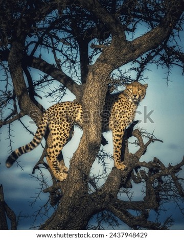 A leopard resting in a tree...