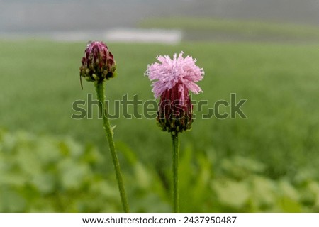 Pictures of natural grass flowers beautiful new picture 