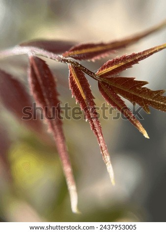 Close up picture of neem leaves .