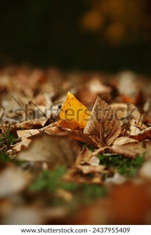 collection of withered and dried leaves Royalty-Free Stock Photo #2437955409