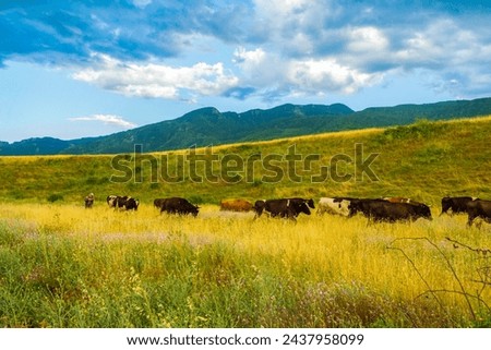 Dramatic rainy summer sky over wonderful landscape with herd of cows walking on pasture in the foot of Rhodopes mountain .Picture taken on July 11th 2014,Krichim,Bulgaria