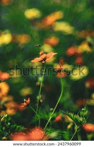 View of honey bee and Sulfur cosmos on blurred green leaf background under sunlight with copy space using as background natural flora insect, ecology cover page concept.A cheerful display 
