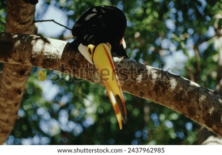 Toucan's have short compact bodies, a rounded tail, and a short, thick neck. Their legs are strong and short. They have small wings, so they need to flap their wings a lot to fly. Native to Brazil.