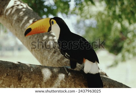 Toucan's have short compact bodies, a rounded tail, and a short, thick neck. Their legs are strong and short. They have small wings, so they need to flap their wings a lot to fly. Native to Brazil.