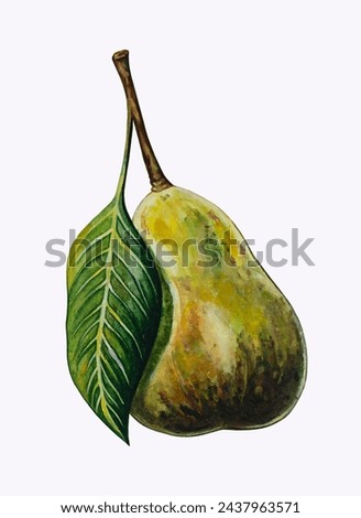 Watercolor hand drawn illustration of green pear. Hand drawn watercolor painting on white background. 