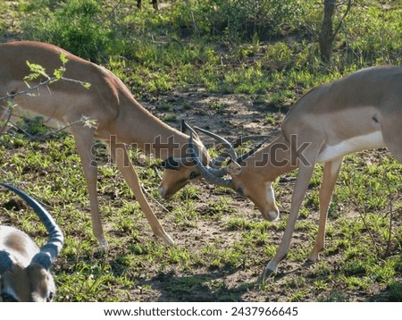 The picture shows two male impalas fighting with their antlers. Taken in the Hluhluwe National Park and Game Reserve in South Africa.