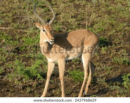 The picture shows a male impala with antlers turning in profile towards the photographer. Taken in the Hluhluwe National Park and Game Reserve in South Africa.