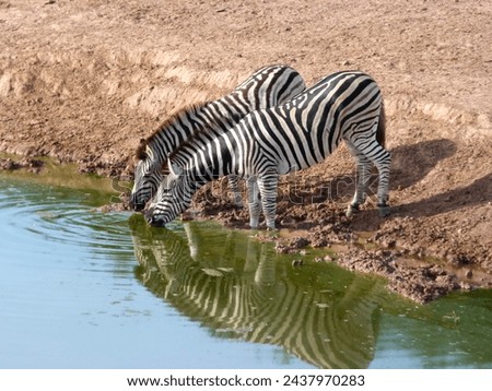 The picture shows two zebras drinking from a waterhole. Taken in the Hluhluwe National Park and Game Reserve in South Africa.