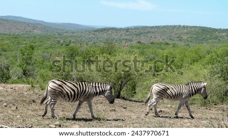 The picture shows two zebras in profile, trotting along one behind the other. Taken in the Addo Elephant National Park and Game Reserve in South Africa.