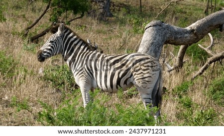 The picture shows a zebra in profile with its head raised. Taken in the Hluhluwe National Park and Game Reserve in South Africa.