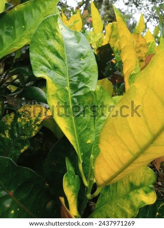 The leaves of the plant are green, yellow and red