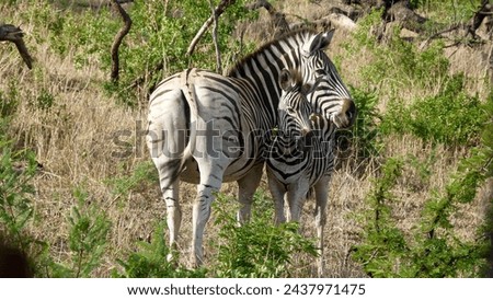 The picture shows a young zebra nestling close to its mother. Taken in the Hluhluwe National Park and Game Reserve in South Africa.