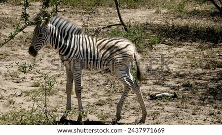 The picture shows a young zebra in profile. Taken in the Hluhluwe National Park and Game Reserve in South Africa.