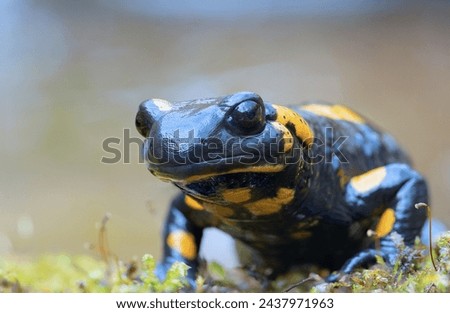 cute salamander looking at the camera (Salamandra salamandra); this beautoful but toxic amphibian lives in old natural forests, near the rivers