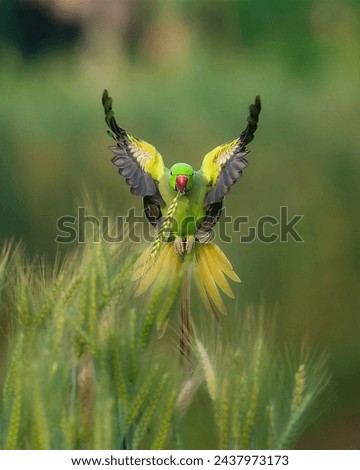Echo parakeet is a very beautiful Bird  Royalty-Free Stock Photo #2437973173
