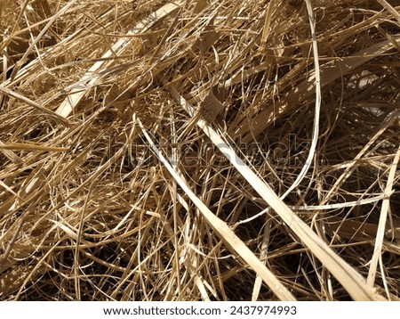 This is a picture of bamboo shavings waste which is usually used as a basic material for crafts. dry bamboo shavings waste Royalty-Free Stock Photo #2437974993