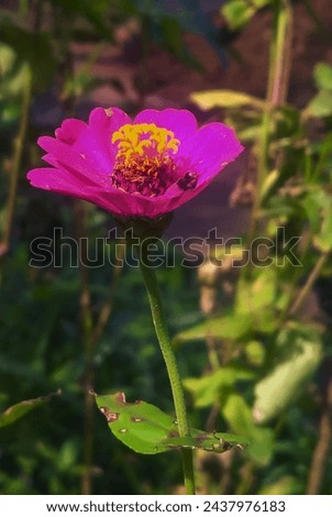 Background flower for the cover of Zinnia Photo
