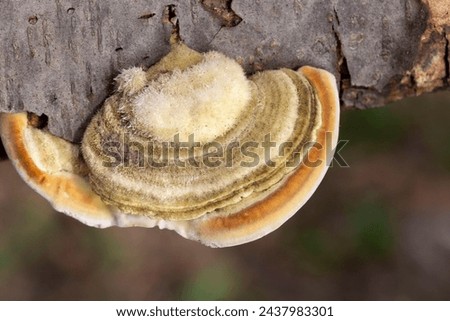 Trametes hirsuta, commonly known as hairy bracket or hairy turkey tail, is a fungal plant pathogen. It is found on dead wood of deciduous trees, especially beechwood.