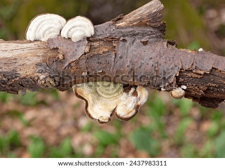Trametes hirsuta, commonly known as hairy bracket or hairy turkey tail, is a fungal plant pathogen. It is found on dead wood of deciduous trees, especially beechwood.