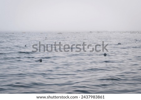 Foggy morning in the grey seal colony. A grey seal (Halichoerus grypus) colony on a rocky shoal in the Baltic.  Royalty-Free Stock Photo #2437983861