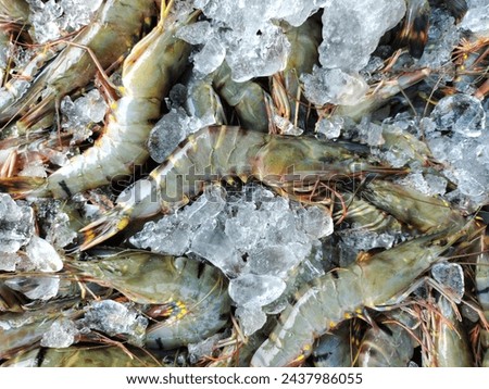 Heap of fresh big tiger prawn paeneus monodon shrimp with ice ready for sale HD