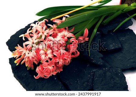 Hyacinth flowers in a pot with soil. On a white isolated background. Spring flower, purple, flower garden. Rose. Geocinth. irises.birthday. Valentine's Day. March 8. Holiday concept. Place for text