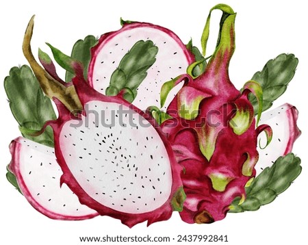 Dragon fruit. Watercolor hand drawing of exotic fruits of the pitaya cactus. Clip art isolated on white background. For the design of a vegetarian restaurant menu and recipe book. Botanical