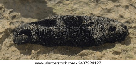 Holothuria edulis, commonly known as the edible sea cucumber or the pink and black sea cucumber, is a species echinoderm in the family Holothuriidae.The fauna of the Red Sea. Royalty-Free Stock Photo #2437994127